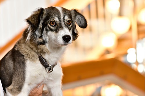 Bürohund am Fraunhofer IRB